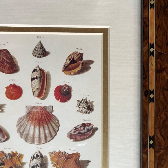 Framed Shell Print - Picture 6 of 7
